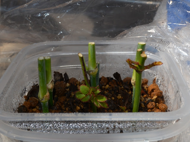 だーこnoハッピー ライフ 14 02 22 挿し木 成功