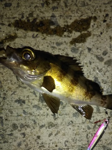根魚の種類 海水魚の種類と釣り方