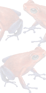 苺矢毒蛙 イチゴ ヤドクガエル カエルのイラスト 条件付フリー素材集