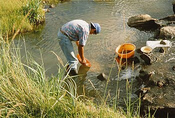 Prospector