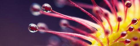 30 Incredible Examples of Macro Photography
