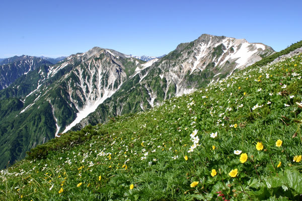 山の花だより 白馬岳 小蓮華山