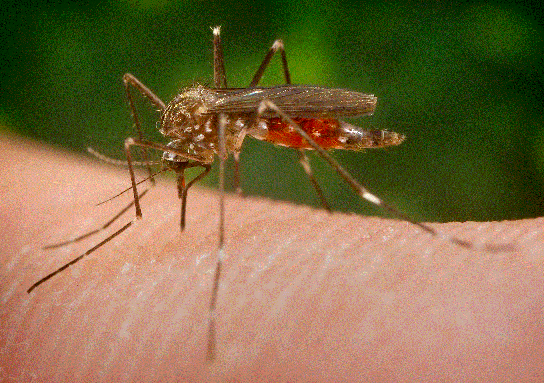 West Nile Virus | Vermont Department of Health