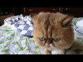 [10000ダウンロード済み√] ブサイク 可愛く ない 猫 112728