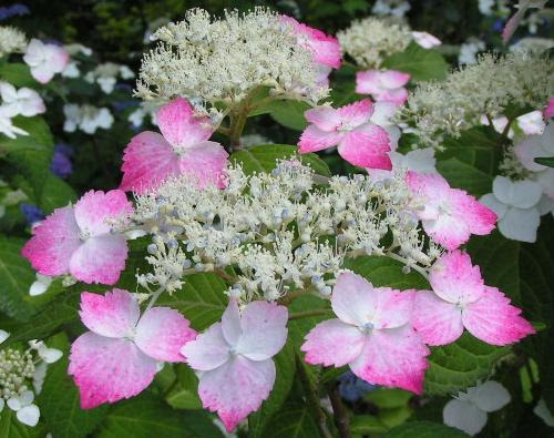 ヤマアジサイのいろいろ