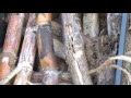 Sugarcane Termite: Pest characters, Control Measures