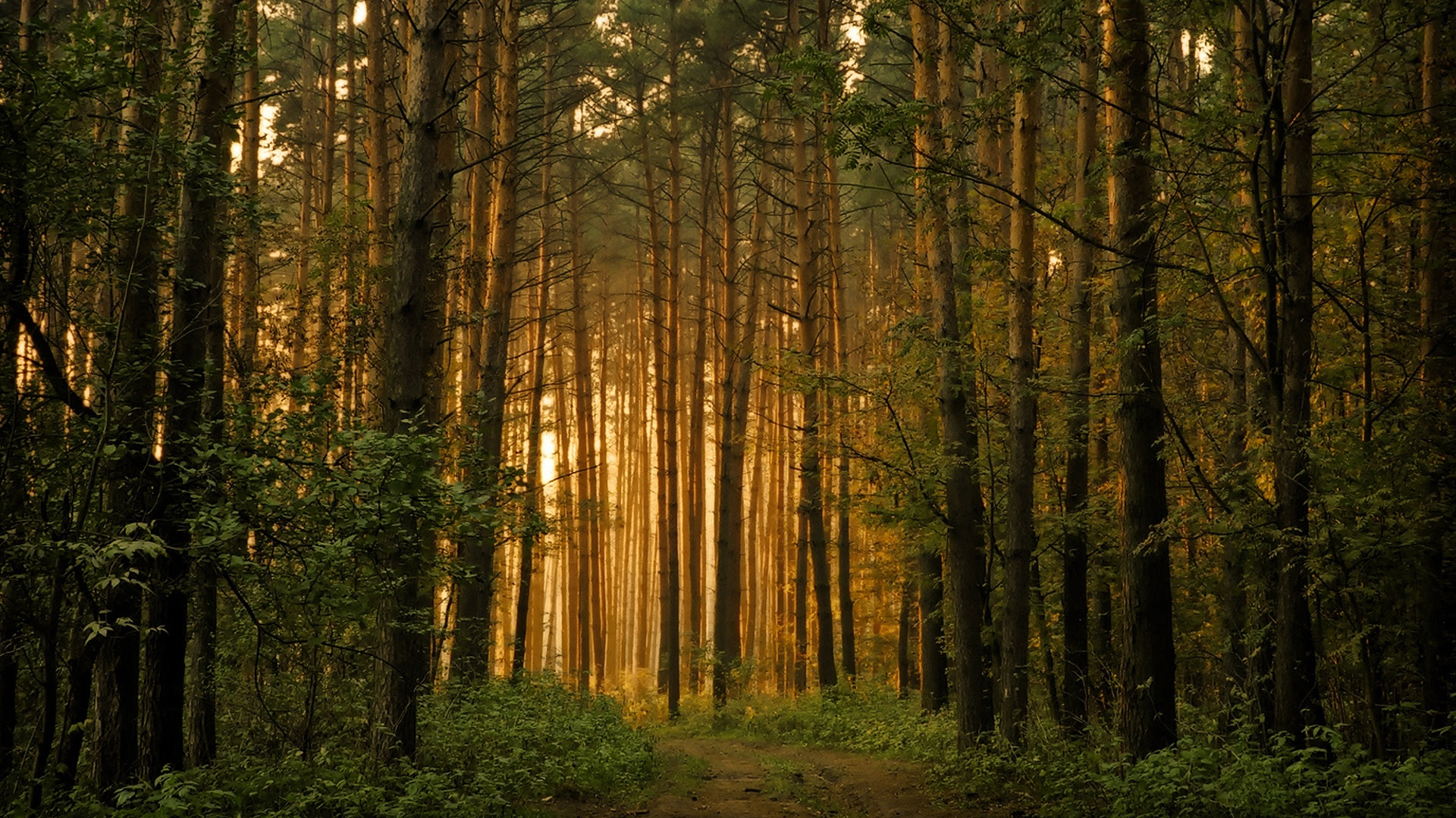 Forest Wallpaper 1920x1080 47104