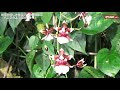 【印刷可能】 ラン の 仲間 948323-蘭 の 仲間 植物