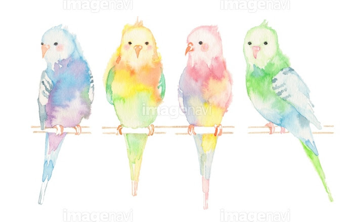 インコ 4羽 の画像素材 イラスト素材ならイメージナビ