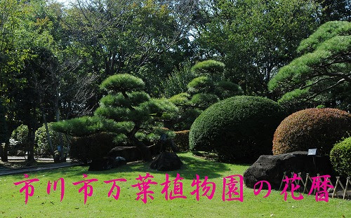 市川市万葉植物園の花暦