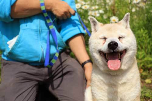 おじいちゃん犬のマックも新しい出会いを待っています しっぽレポート