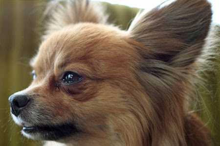 ペット わんこの涙が多く充血してるっぽいので病院へ 犬用目薬を処方 The有頂天ブログ