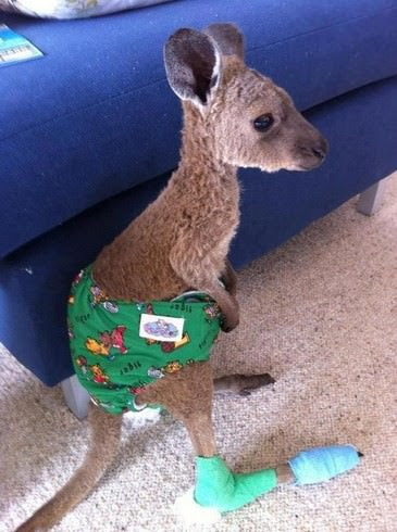fauna, Austrália
