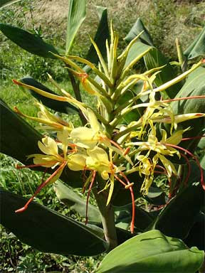 The Ginger Lily