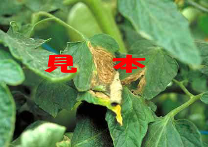 病害虫診断防除編 第2 1巻 トマト 灰色かび病