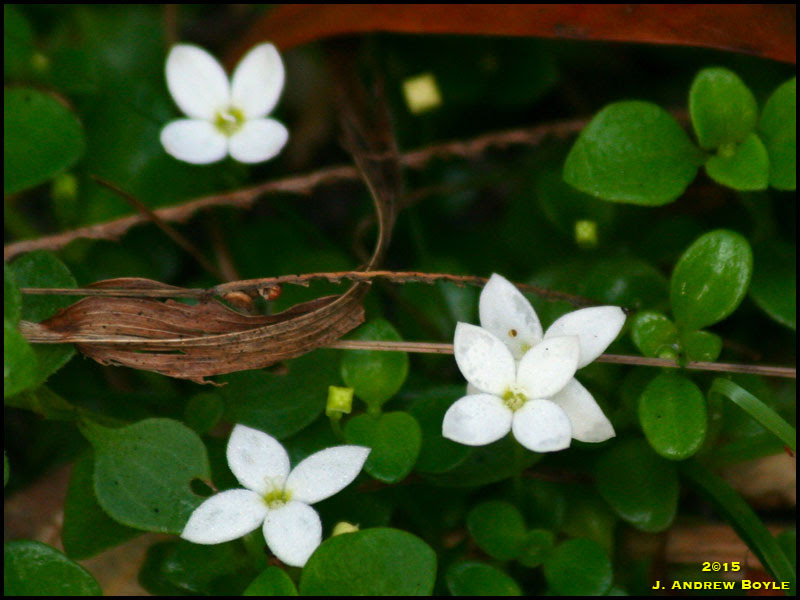 Innocence
