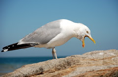 Seagull 3