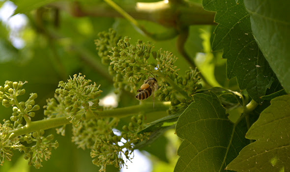 ぶどうの花 が咲き始めました 登美の丘ワイナリー通信 サントリー