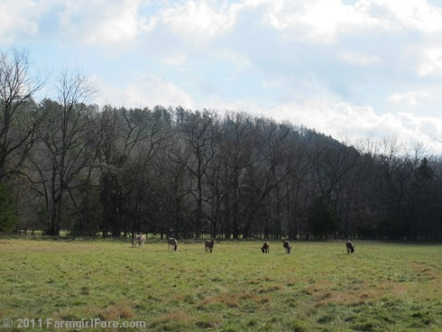 Sunday morning in the front field 2 - FarmgirlFare.com