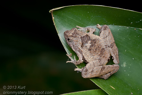 Berdmore's narrow-mouthed frog (Microhyla berdmorei) IMG_1772 copy
