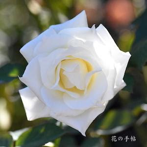 バラ パスカリ Rose Pascali ハイブリットティ 2500品種の薔薇を作出者 交配親などのデータと美しい写真で紹介する花の手帖のwebバラ図鑑
