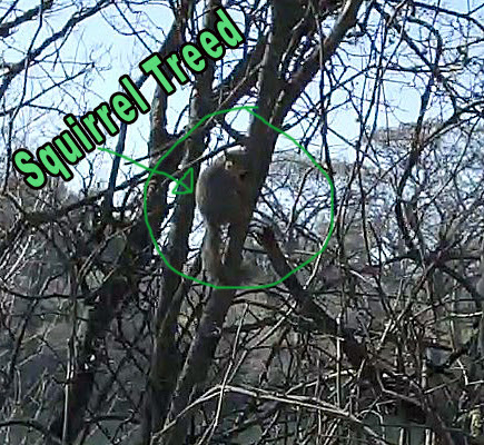 Squirrel-Treed