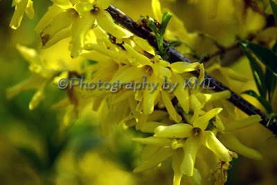 yellow forsythia blossoms in the spring