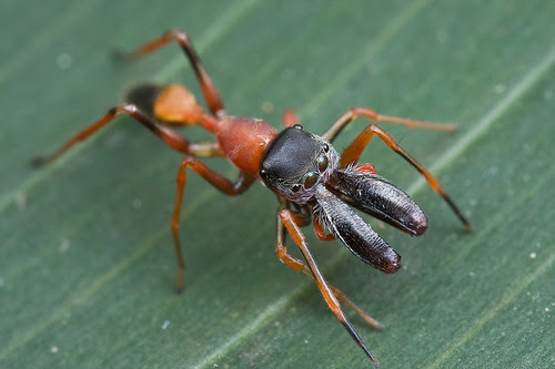 Another ant-mimic! :D ........IMG_3184 copy