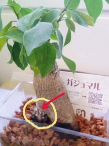 ガジュマルの葉が落ちる 枯れた原因は 復活方法はあるの