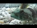25 ++ ハゼ 飼育 海水 169336-ハゼ 飼育 海水