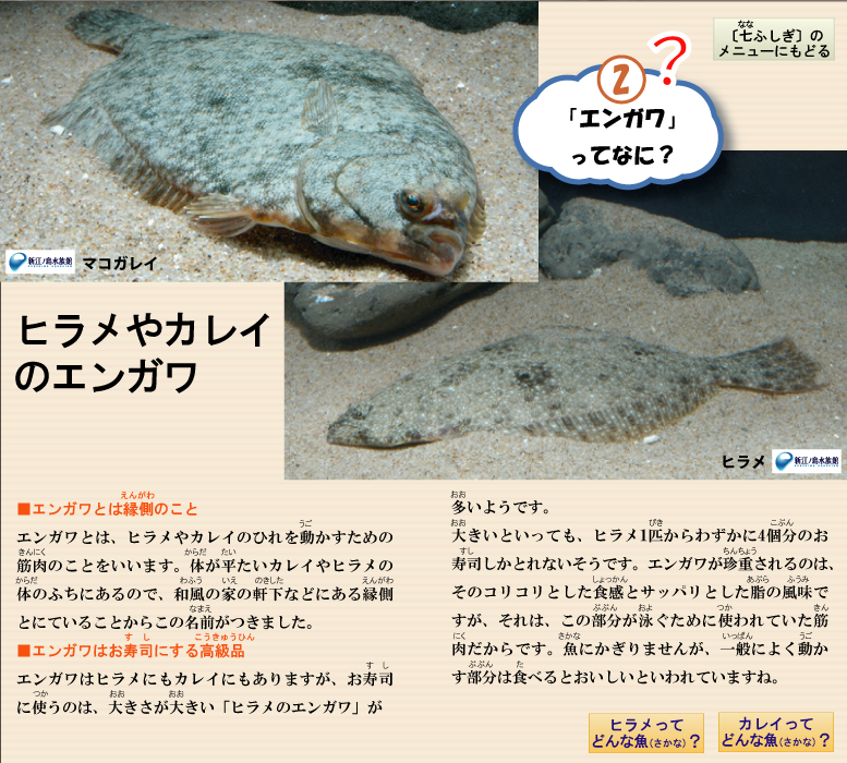 スーパーの魚 七ふしぎ エンガワ