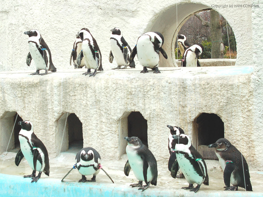 無料壁紙 自然 風景 ペンギン 上野動物園