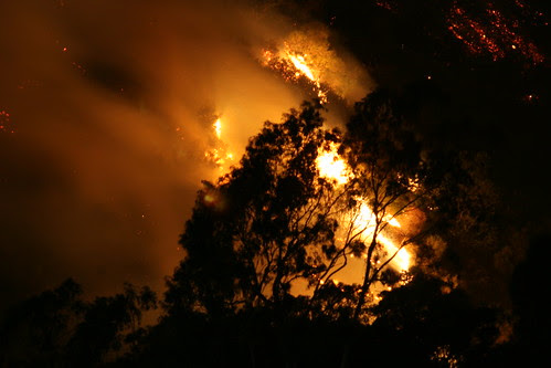Tree Silhouetted by Fire