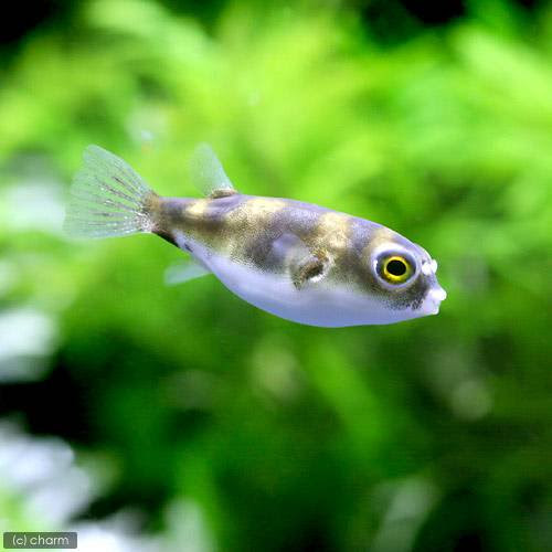 海水水槽でフグを飼育したいならシマキンチャクフグ フグなのに サンゴ 混泳も可能だと アクアリウム野郎