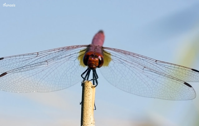 Trithemis annulata_male