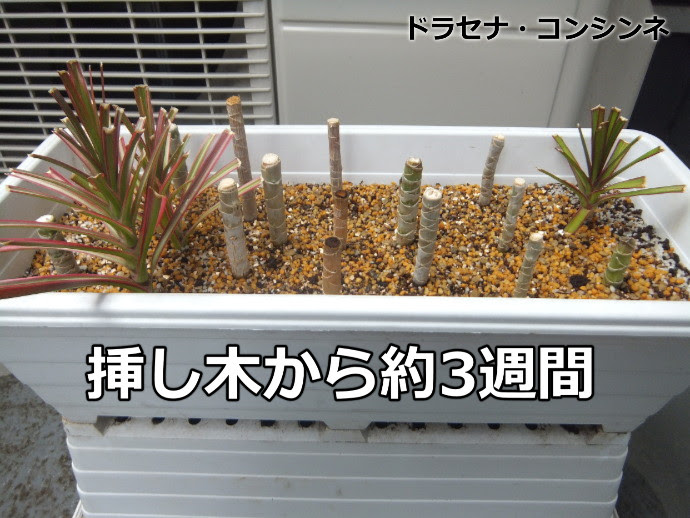 ドラセナ コンシンネを挿し木してから3週間が経過 たぬまん