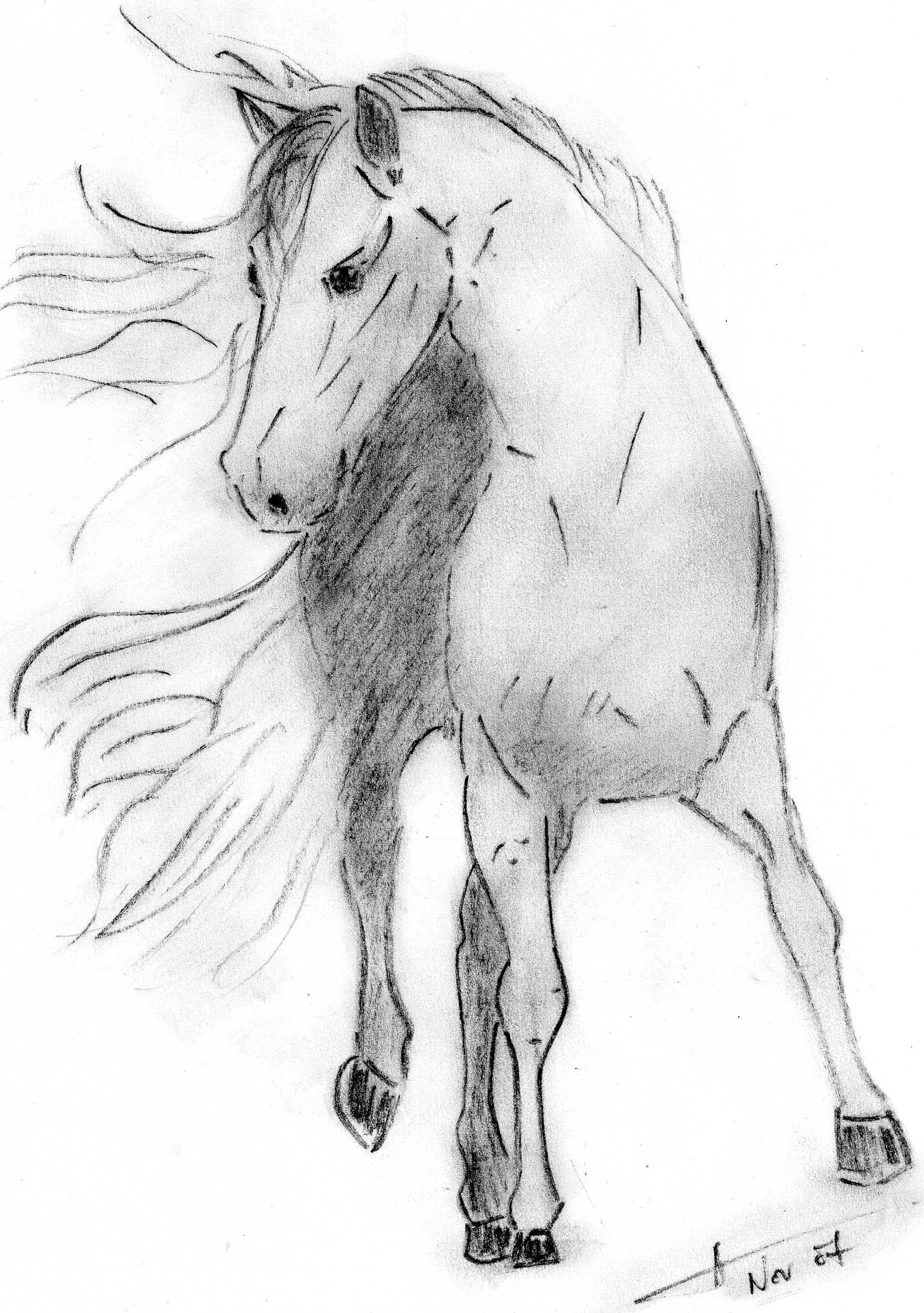 DESSIN CHEVAL AU FUSAIN / ART ANIMALIER / EQUIDES