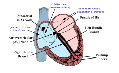 Conduction System Tutorial