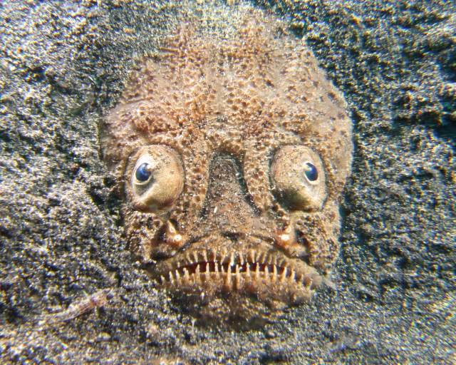 名前はかっこいいのにブサイクな魚 いきものいきもの