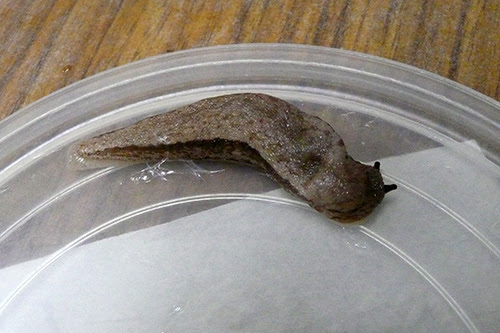 寄生虫を研究している僕がカタツムリとナメクジについて語りたいときに語ること 科学バー