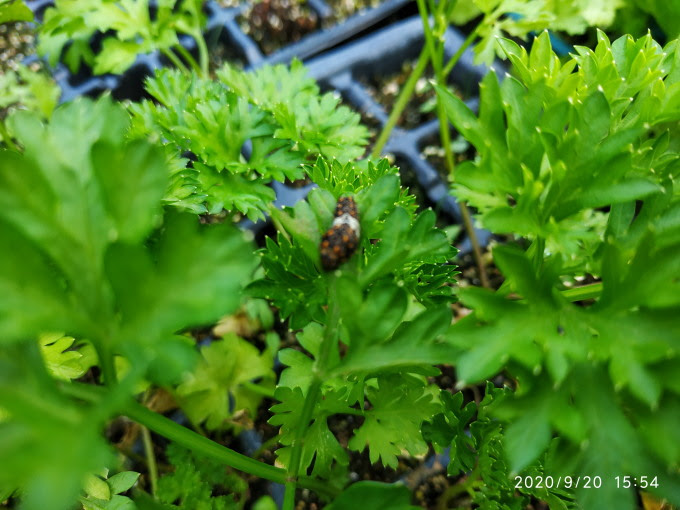 パセリを食べる虫 09 百姓初心者の備忘録