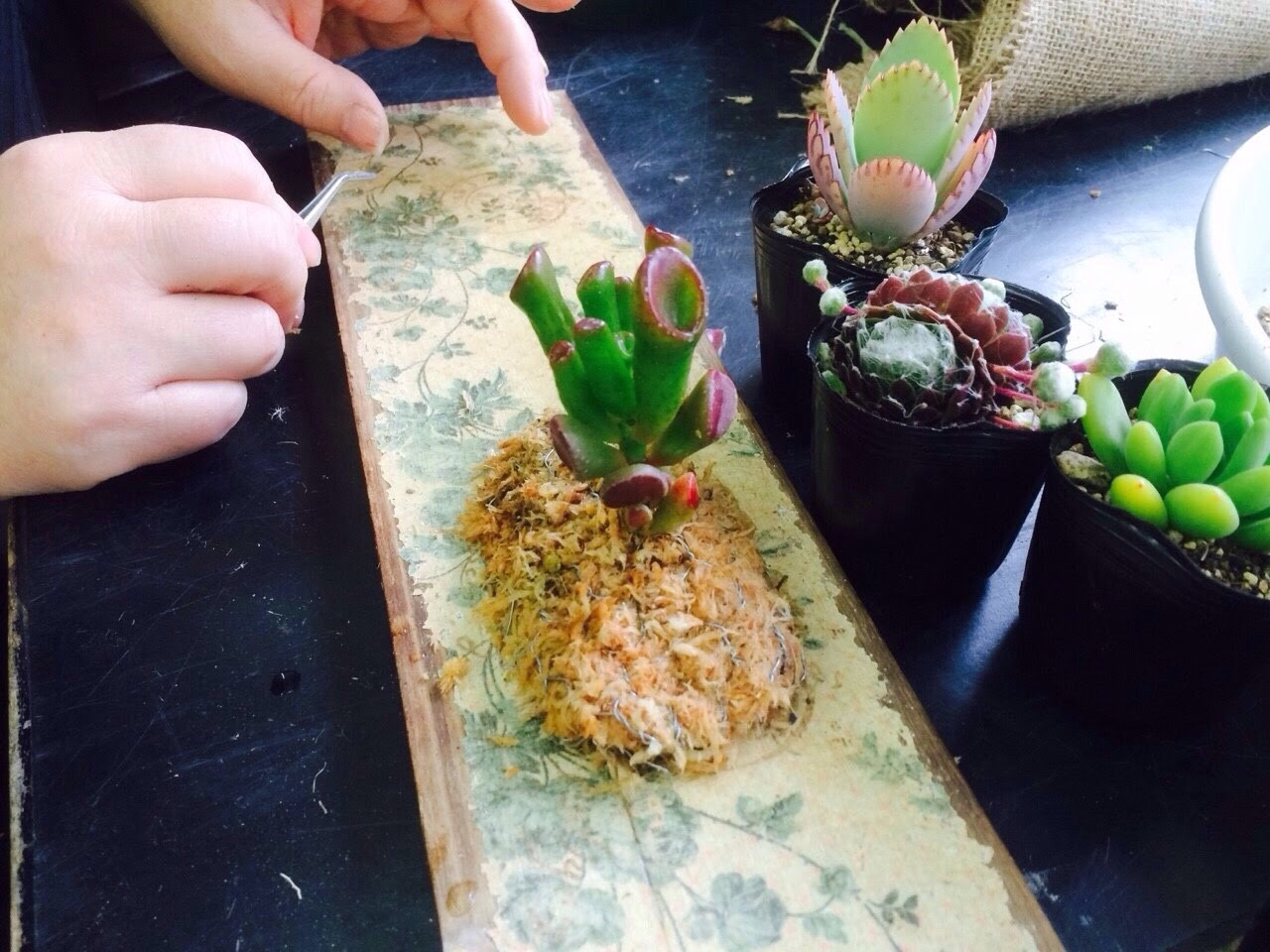 アンティークボードにかわいらしい多肉植物を植えていただきました 新宿花大