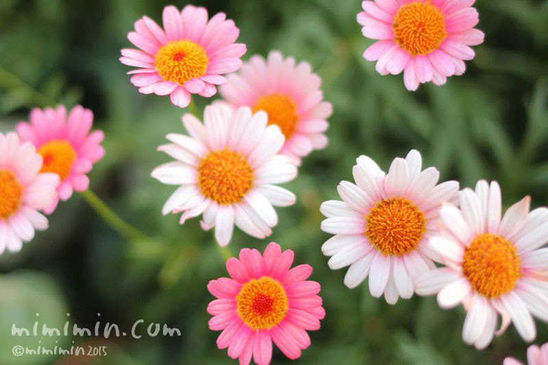 マーガレット ピンク 白 花の写真 花言葉 みみみんブログ