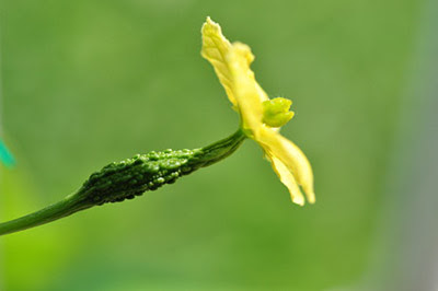 ゴーヤの雌花が咲かない理由は