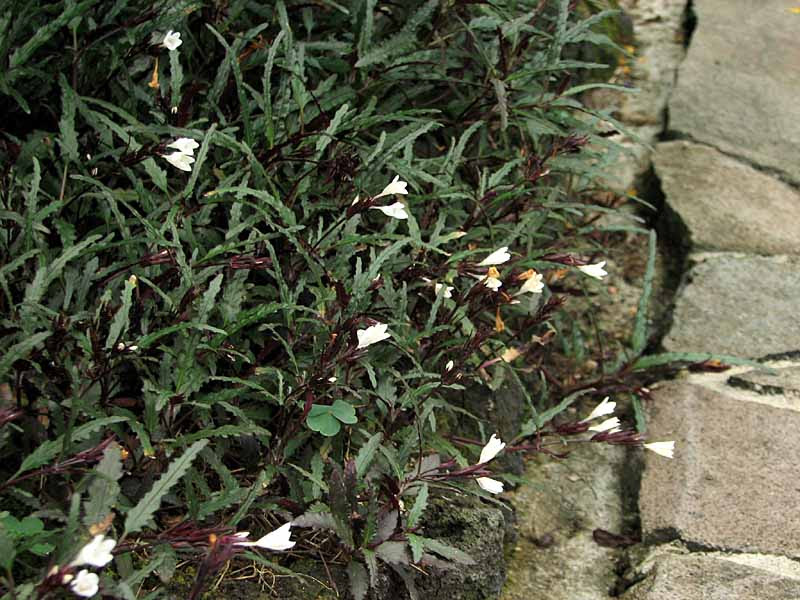 ヘミグラフィス レパンダ ｰhemigraphis Repandｰ