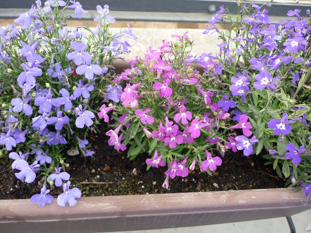 ロベリアの花言葉 花言葉事典