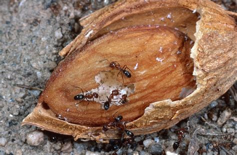 West sacramento · premier league table. Southern fire ants can quickly consume exposed almond