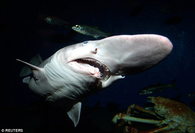 The world's most gorgeous oceans also contain the world's most creepy underwater creatures 