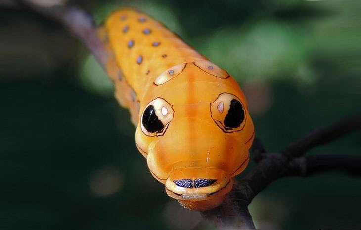 antes e depois: lagartas e borboletas