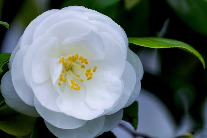 椿の花言葉の表と裏 乙女椿 寒椿と赤 白 ピンクの色別に紹介 金魚のおもちゃ箱